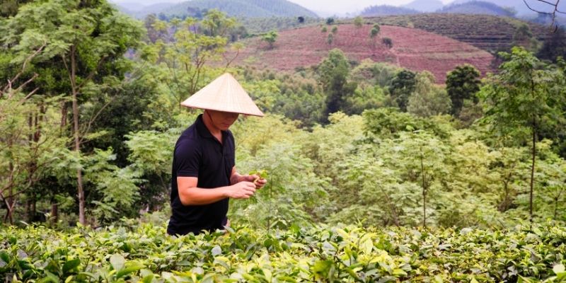 How To Reduce The Bitterness Of Green Tea - green tea bitter
